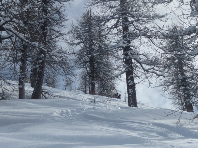 62474-larici.jpg