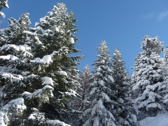 62476-bosco.jpg