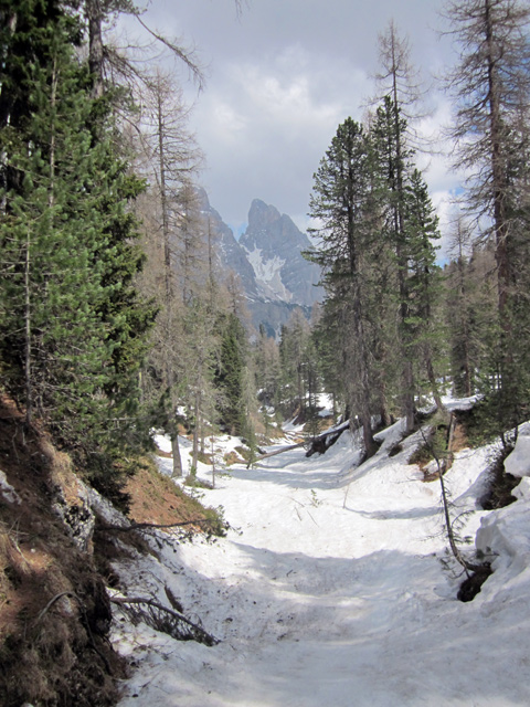 65163-bosco-faloria.jpg
