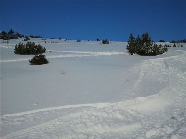 73424-cima-larici-5.jpg