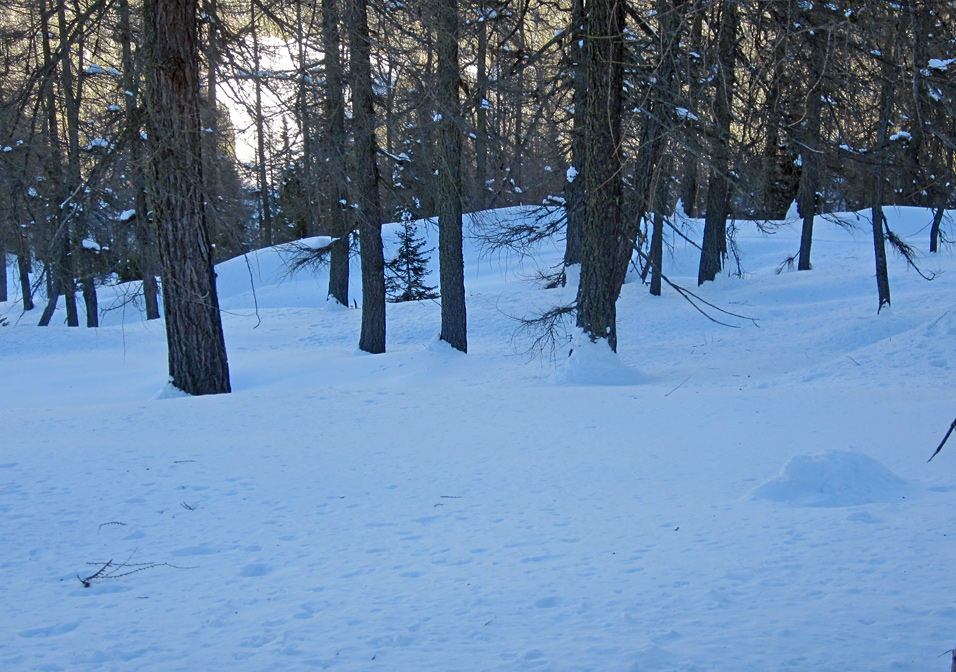 92478-trees-skiing.jpg