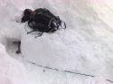abalakov su neve
