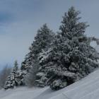 Pini innevati Pini innevati