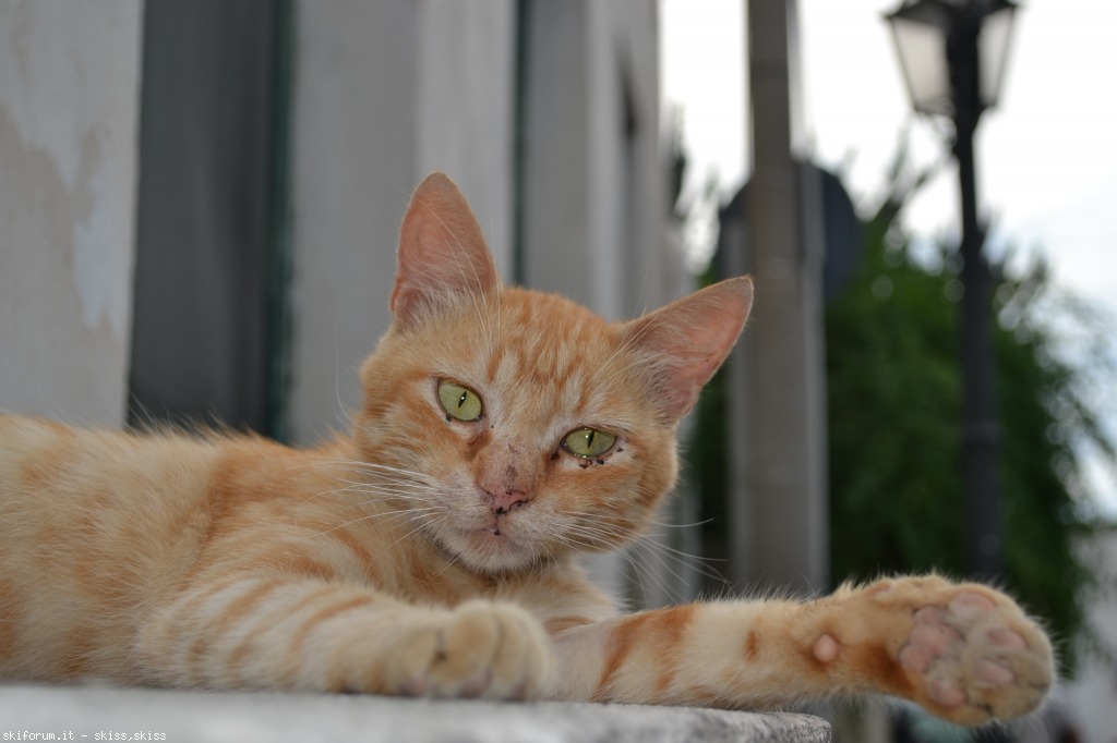 105716-gatti-di-salinaeolie-dsc0231.jpg