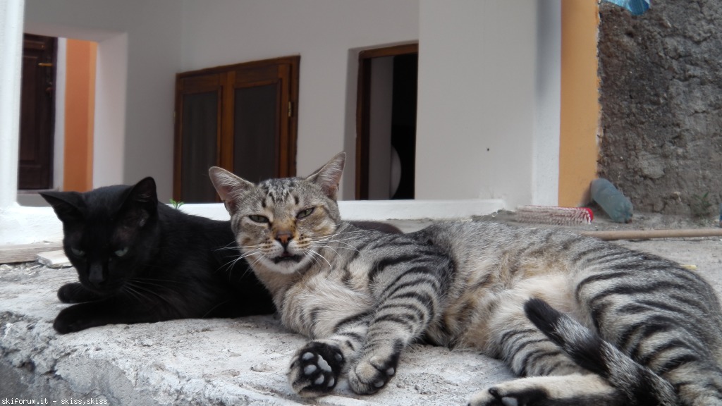 105717-gatti-di-salinaeolie-imga0136.jpg