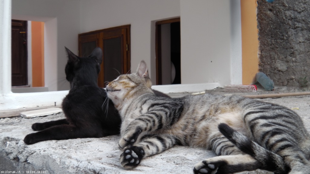 105718-gatti-di-salinaeolie-imga0137.jpg