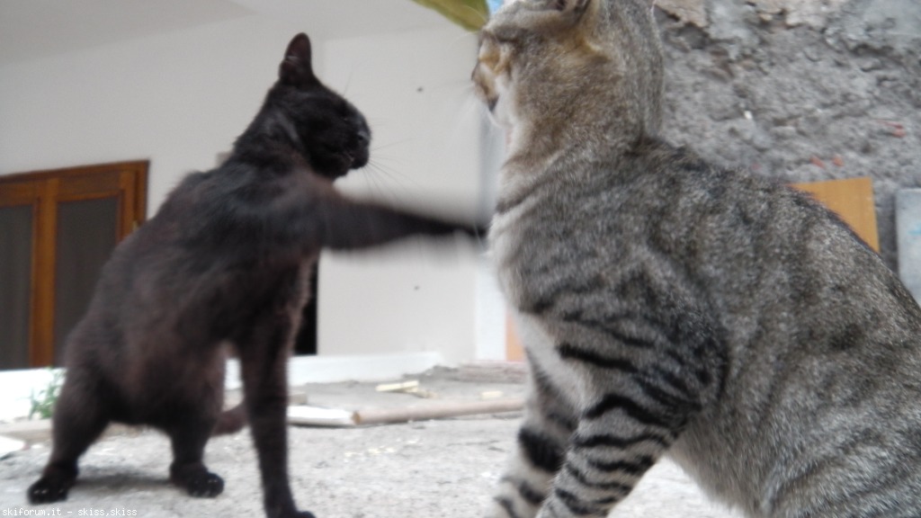 105719-gatti-di-salinaeolie-imga0138.jpg