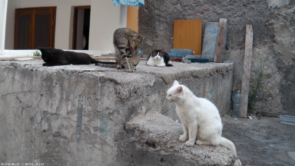 105720-gatti-di-salinaeolie-imga0143.jpg