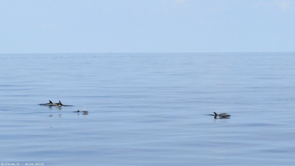 105896-filicudidelfini-tartaruga-dsc0821855.jpg