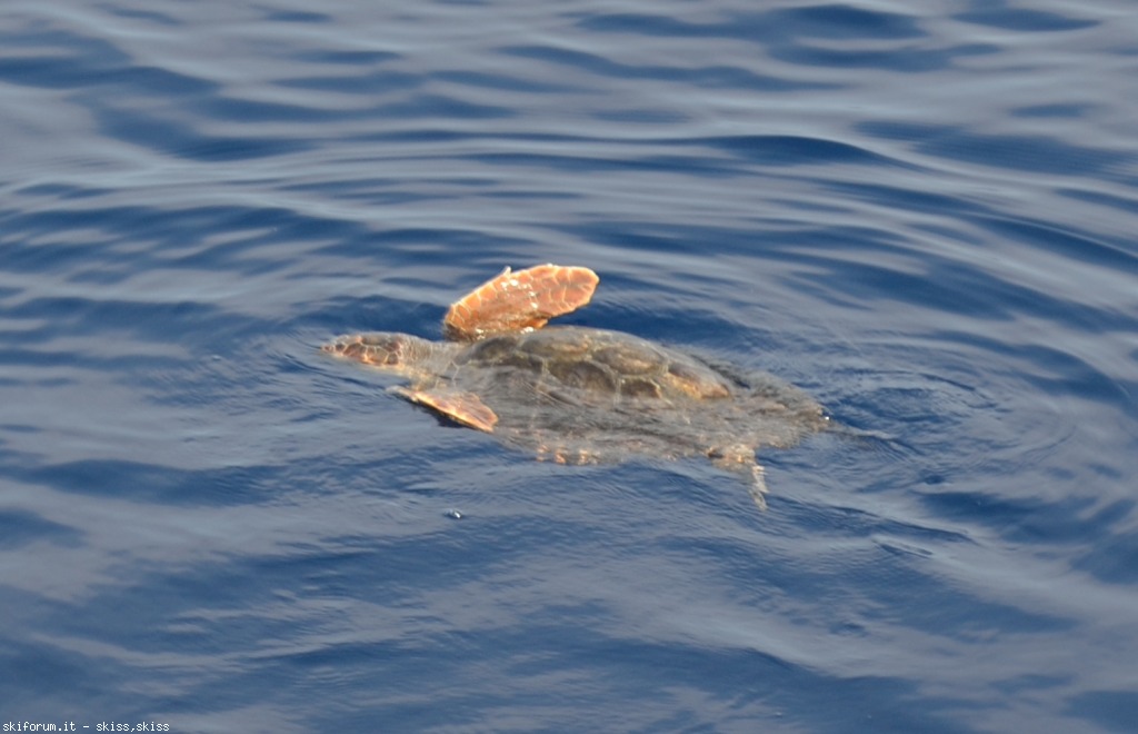105900-filicudidelfini-tartaruga-dsc0833861.jpg