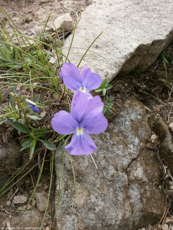 127343-rondinaio-02-p6222193.jpg