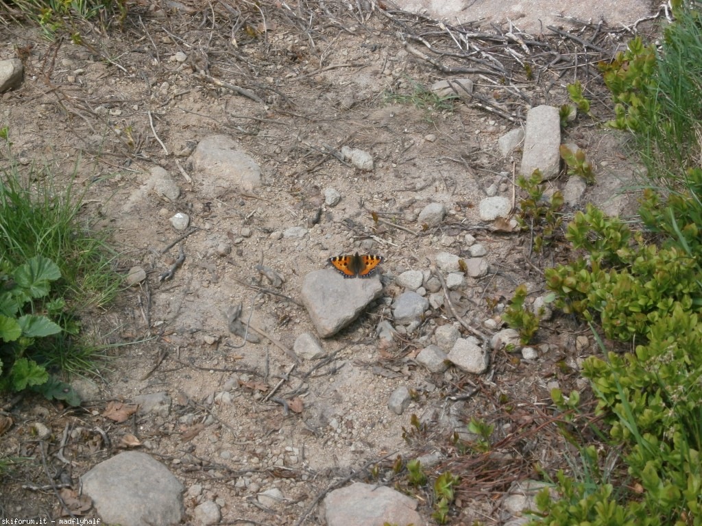 127398-rondinaio-06-p6222320.jpg