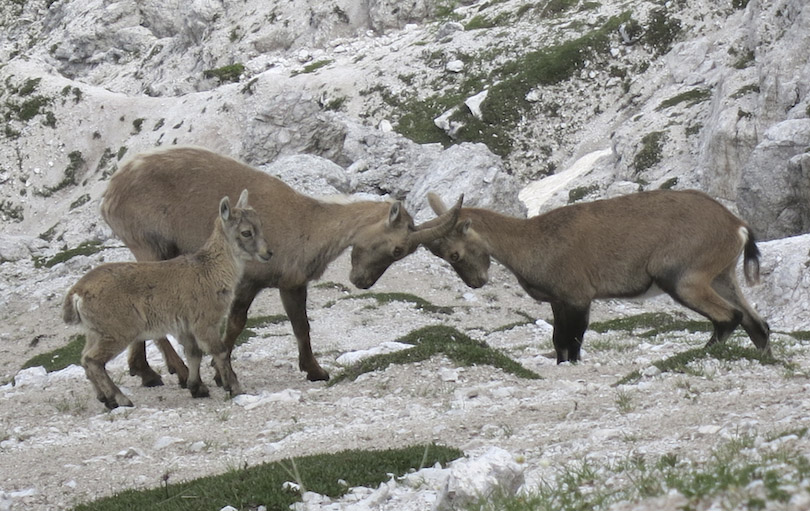127998-duranno-zandonella-img2605.jpg