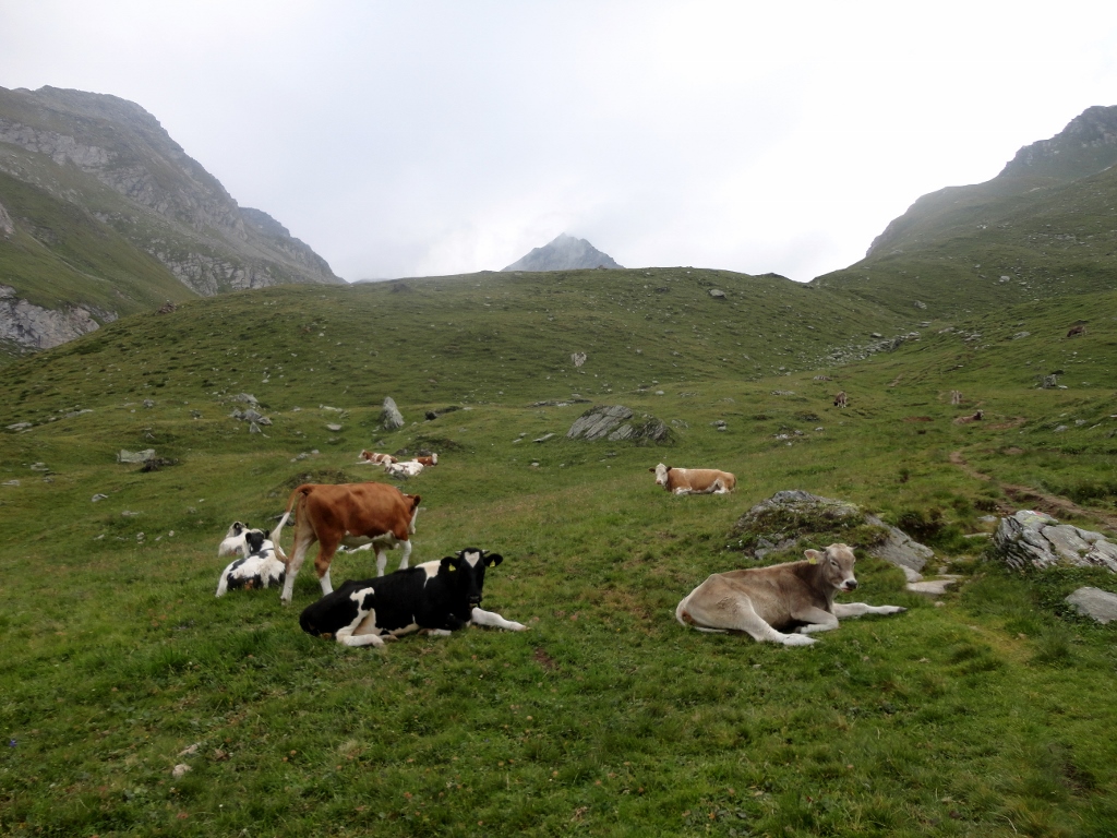 128959-monti-di-fundres-dsc09279.jpg