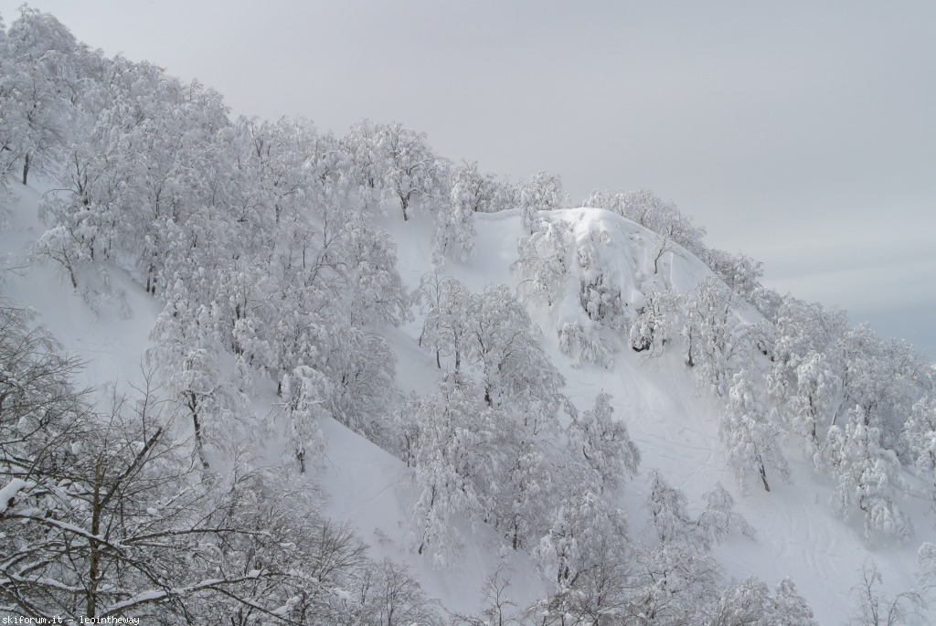 131529-nozawa-dsc3145.jpg