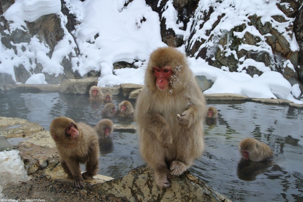 131531-nozawa-dsc3344.jpg