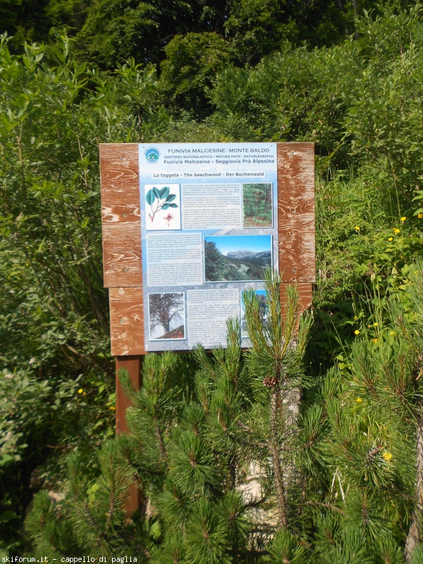 147594-baldo-0dscn6641.jpg
