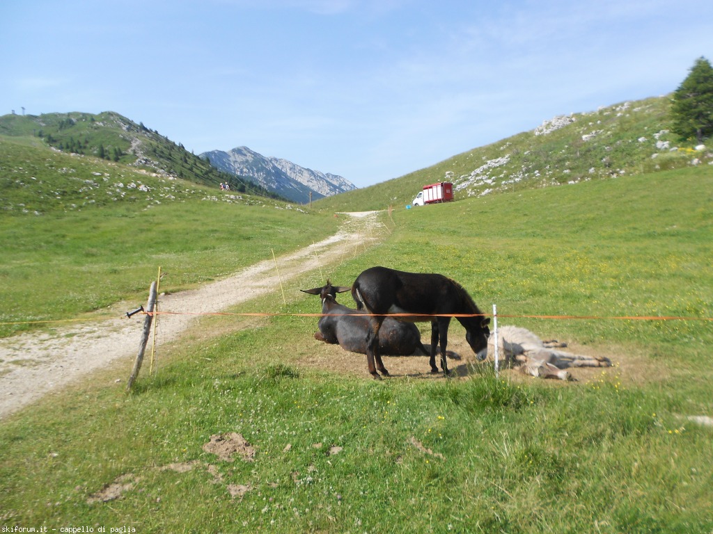 147598-baldo-0dscn6696.jpg