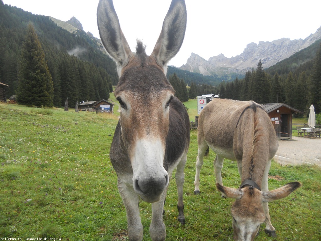 149151-lagusel-dscn9787.jpg