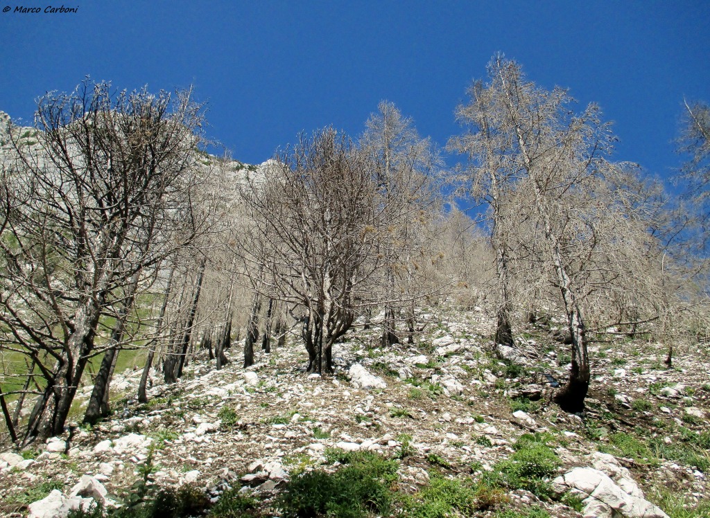 149595-cimone-5-img2449.jpg