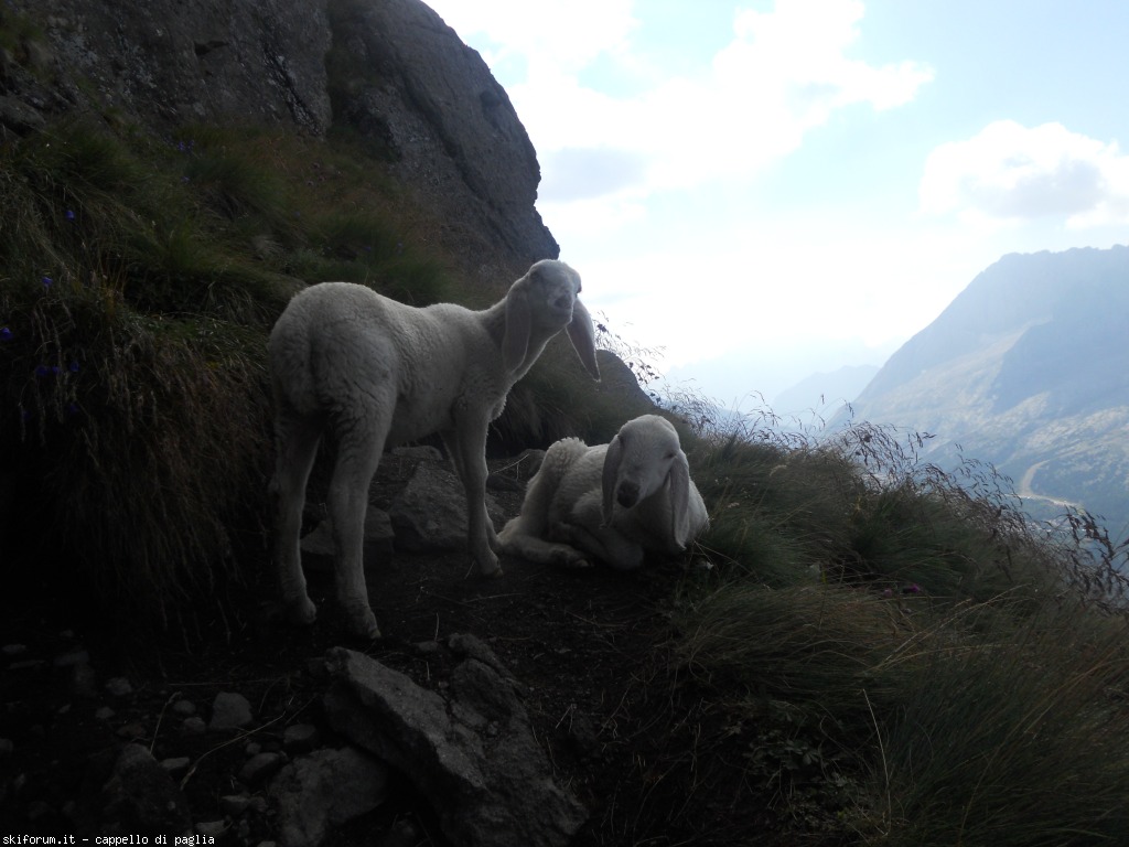 150951-creste-del-pan-dscn9554.jpg