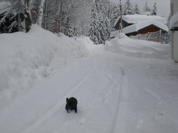 155885-val-zoldana-dicembre-2008-513382328429664180n.jpg