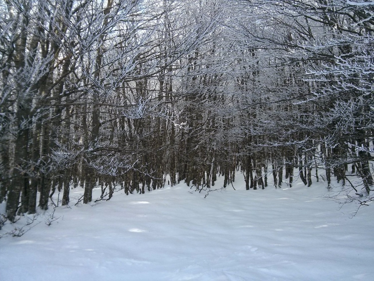 164301-21-bosco.jpg