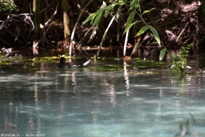 171936-fiume-tirino-aq-dsc0197.jpg