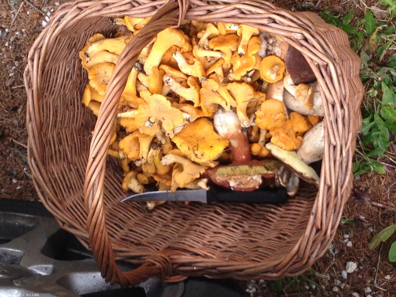 172390-funghi--image.jpeg