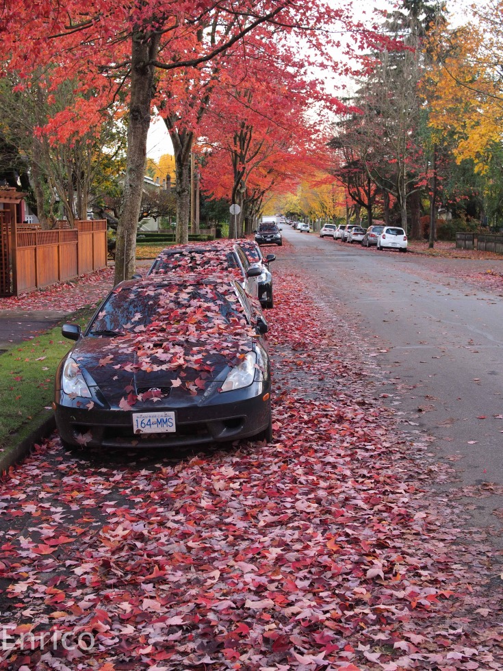 178153-fall-in-vancouver-fall-in-vancouver-17-of-17.jpg