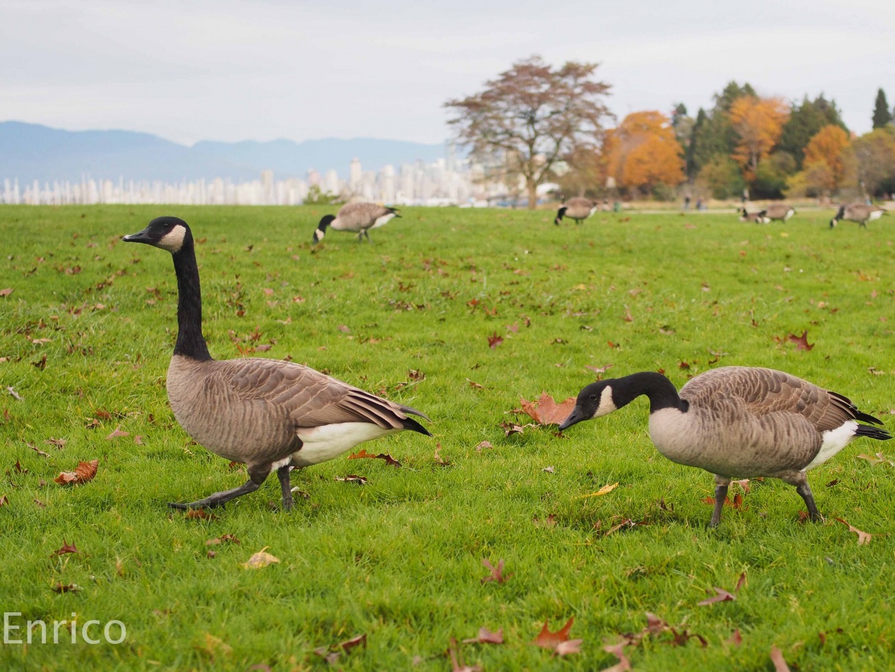 178159-fall-in-vancouver-fall-in-vancouver-11-of-17.jpg