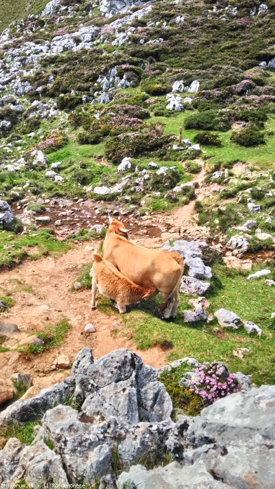198803-picos-de-europa-p20170814133600hdr.jpg
