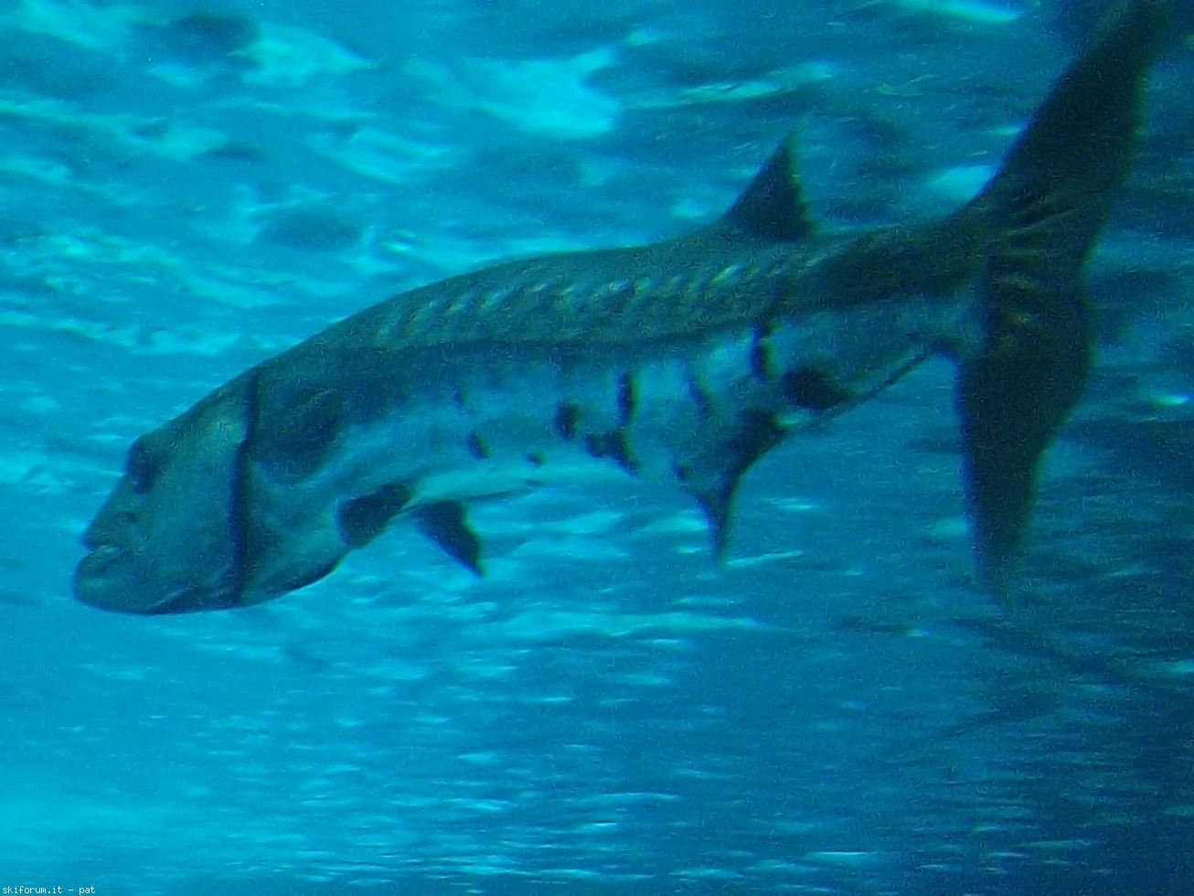 199223-oceanario-dscf3937.jpg