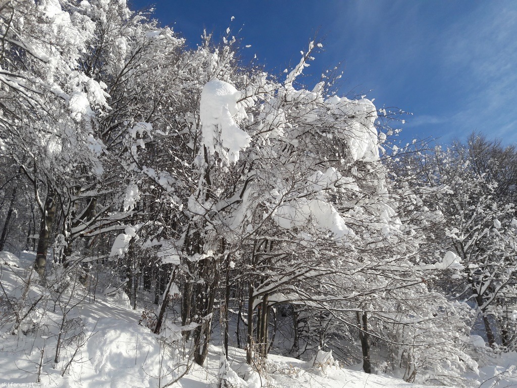 212863-vajo-dei-colori-e-pr-dei-angei-1-ecco-come-si-presenta-il-bosco-a-1000-metri-di-quota.jpg