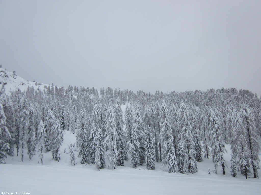 85441-alberi-carichi-di-neve-img1341.jpg