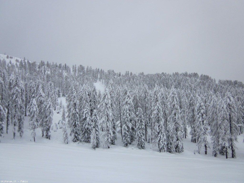 85442-alberi-carichi-di-neve-img1342.jpg