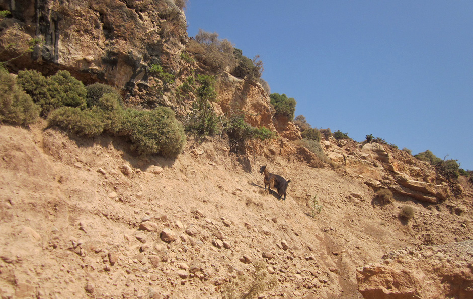 103008-capra.jpg