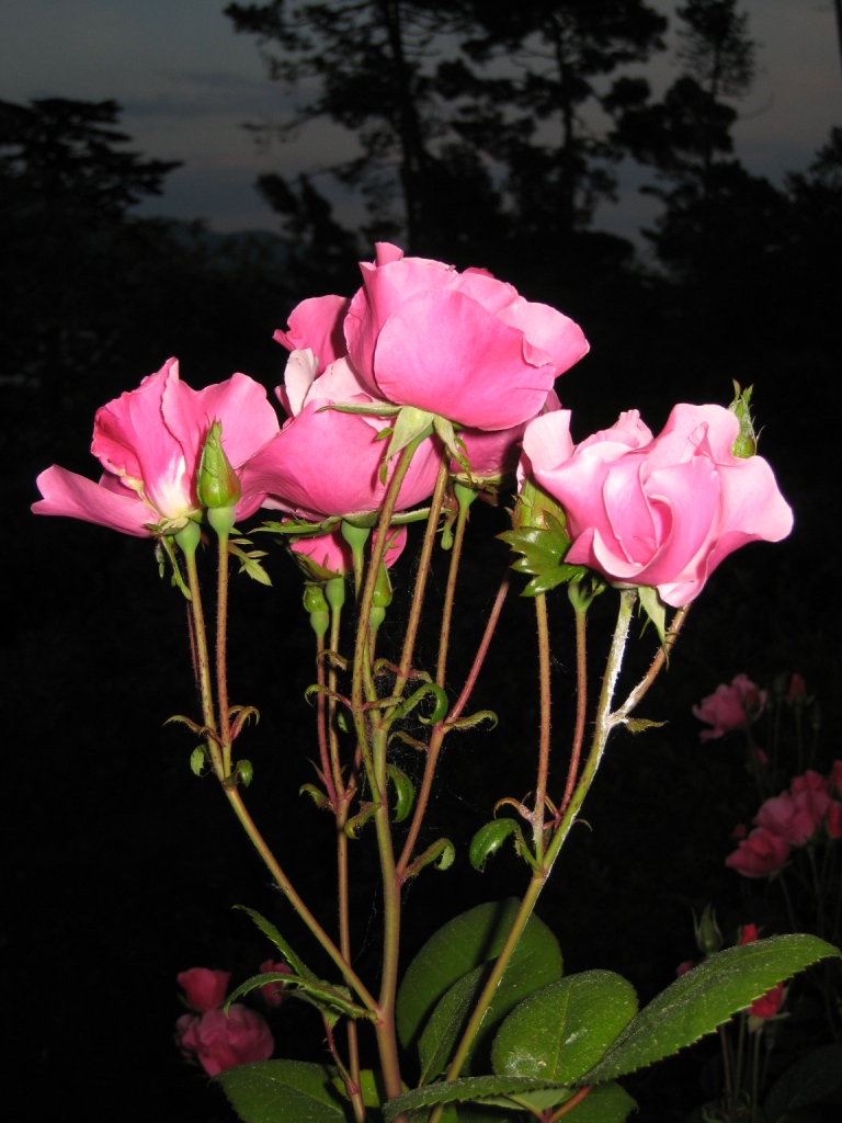 25251-fiori2008-001.jpg