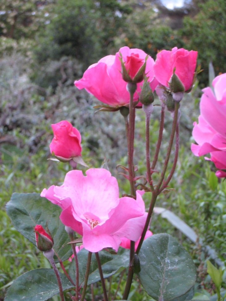 25252-fiori2008-007.jpg