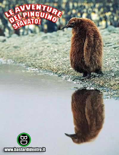 pinguino sfavanato