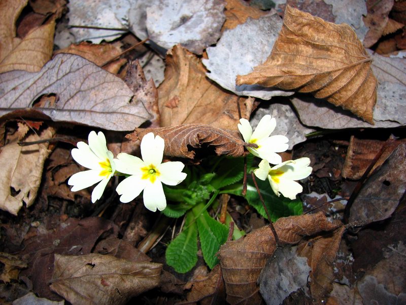 4486-img0391.jpg