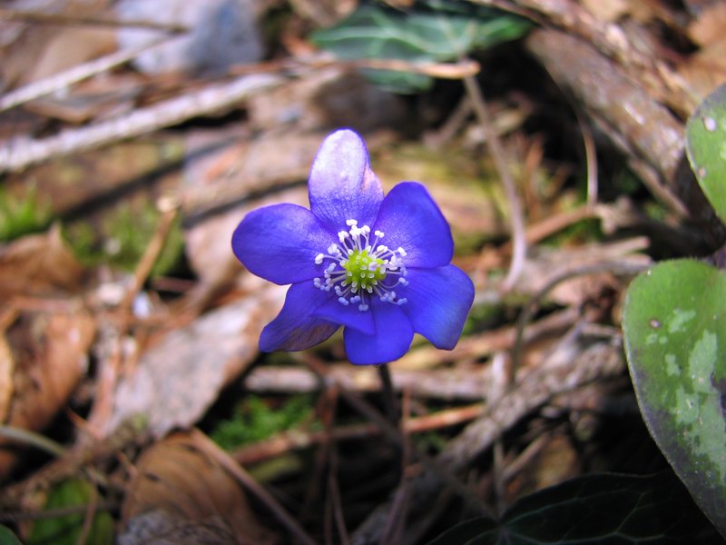 4487-img0409.jpg