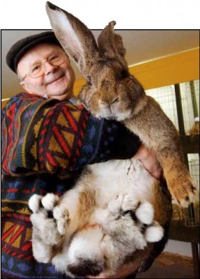 4576-19-6-06-rabbit.jpg