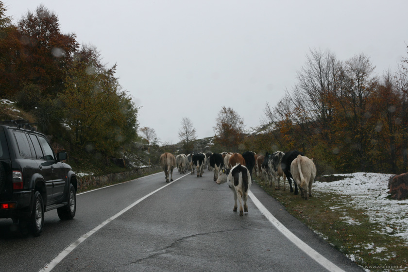 57746-mucca-neve.jpg