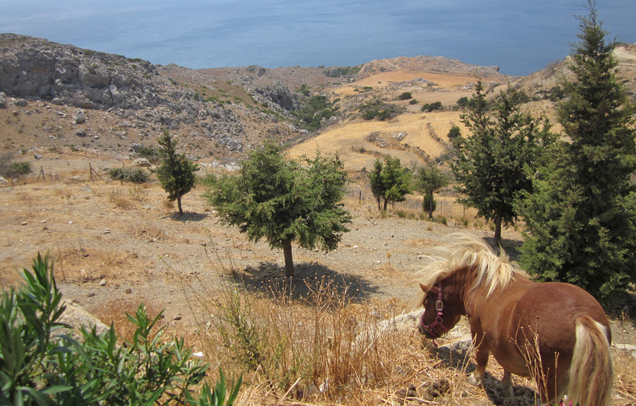 80242-pony-preveli.jpg
