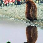pinguino sfavanato