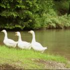 Animali estivi a Pian Frataces Lupo Bianco Foto oche Lupo Bianco