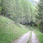 Salendo lungo la strada si entra nel bosco Salendo lungo la strada si entra nel bosco