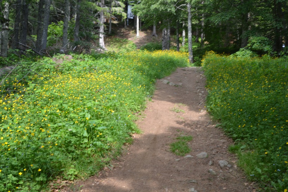 103859-monte-cimone-6-7-13-005.jpg