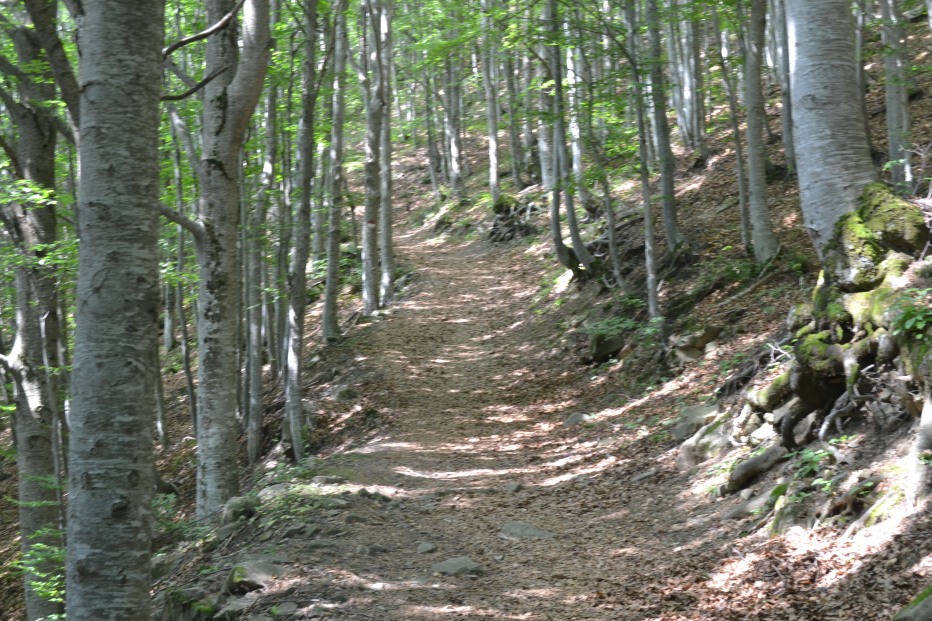 103861-monte-cimone-6-7-13-007.jpg